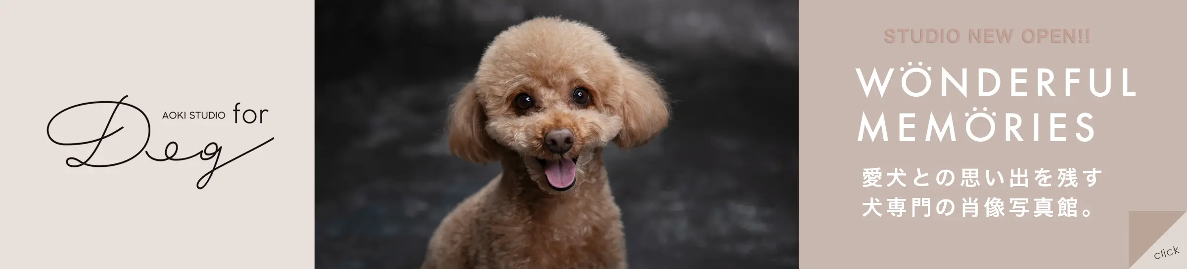 for Dog