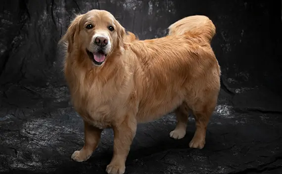 STUDIO HARE photo&movie (アオキ写真館) | 浜松市のフォトスタジオ | for DOG