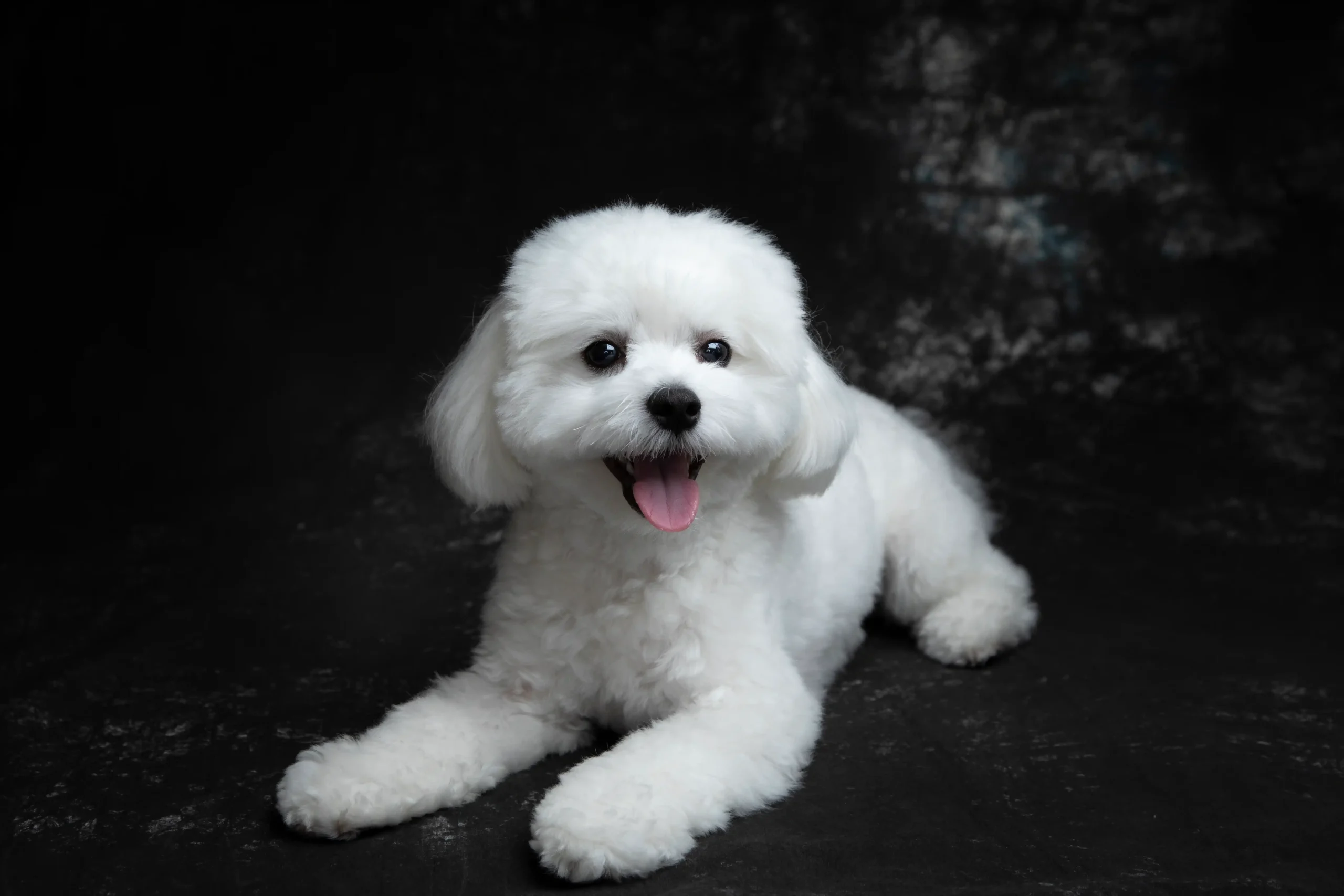 STUDIO HARE photo&movie (アオキ写真館) | 浜松市のフォトスタジオ | for dog プラン
